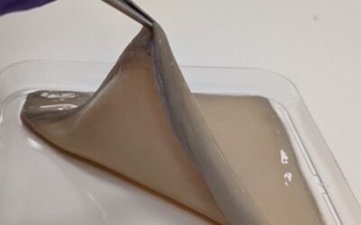 The Science Behind Lab-Grown Leather